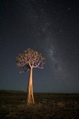 Night Quiver Tree