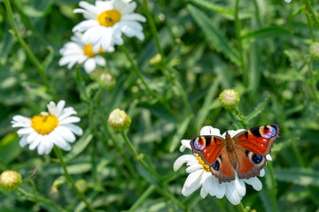 the European peacock butterfly sitting on the white  chamomilla flower petals. close up, macro.