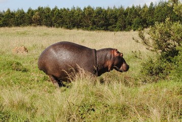 South African Wildlife- hippopotamus, circa 2012