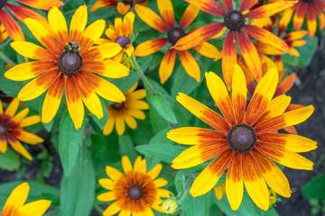 Fototapeta na wymiar Orange gardens daisies (rudbeckia) flower closeup