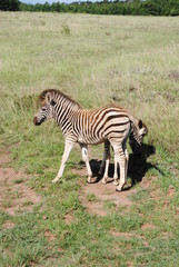 Obraz na płótnie Canvas South African Wildlife- baby zebra, zebra colt or filly, circa 2012