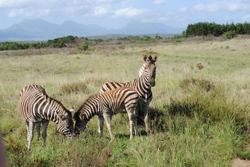 Fototapeta na wymiar South African Wildlife- Zebras at Gondwana Game Reserve circa 2012