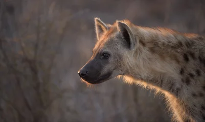 Tuinposter Gevlekte hyena © Mark Dumbleton