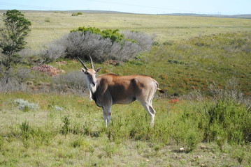 South African Wildlife circa 2012