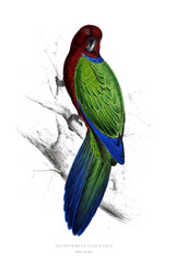 Illustration of bird