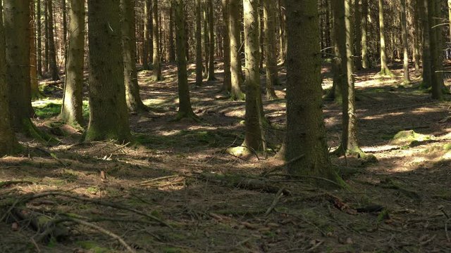 Mitten im Wald (Sauerland, Deutschland) mit Original Ton