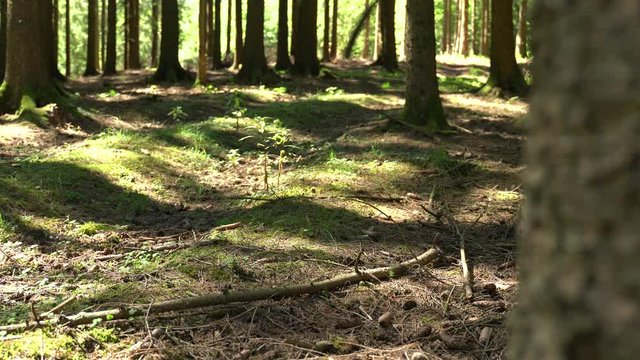 Mitten im Wald (Sauerland, Deutschland) mit Original Ton
