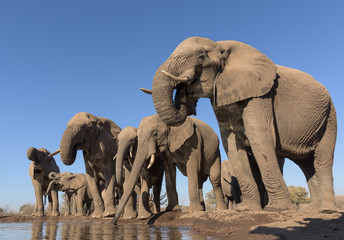 Fototapeta na wymiar Drinking Elephant Herd
