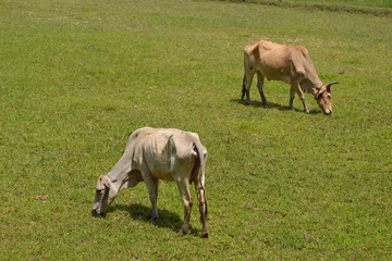 Obraz premium Travel to Cambodia