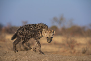 Young Spotted Hyena