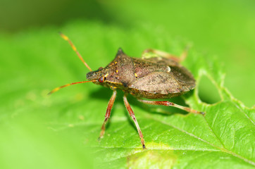 Forest bug sitting on a branch.