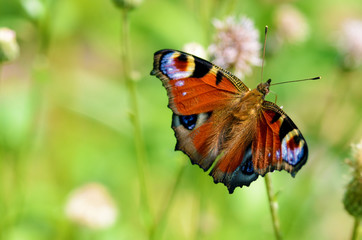 Butterfly drinks nectar from a flower.