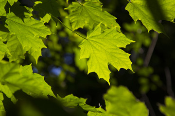 Fototapeta na wymiar Maple Leaves