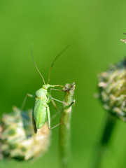 Beetle crawling on the stem.