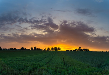 Fototapeta na wymiar Burning red sky sunset over green fields in summer