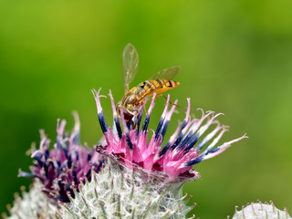 German wasp collects pollen from plants.