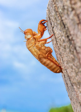 abandoned cicada shell on tree trunk, concept of new life or breaking free