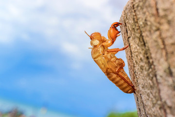 abandoned cicada shell on tree trunk, concept of new life or breaking free
