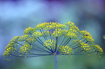 An umbrella of flowering dill (Anethum graveolens)