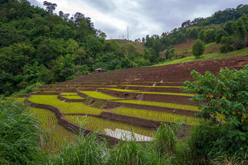 Fototapeta na wymiar rice field step in Chiangmai, north of Thailand