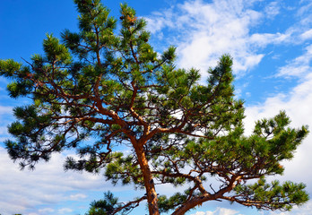 Tree branch close-up. Green spruce. Coniferous forest. Taiga. Cedar. Christmas. New year. Summer background. Pine tree on blue sky background