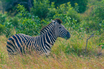 Zebra while on South Africa Safari