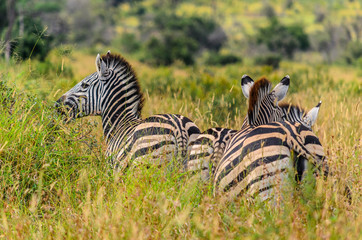 South African Zebras while on safari