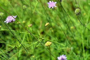 Witwenblumen auf einer Wiese