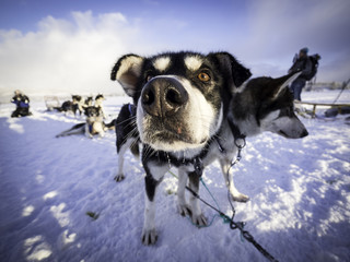 Close up of Alaskan Husky