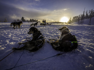 Alaskan husky lying on snow during sunset