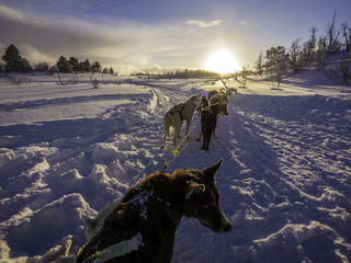 Alaskan huskies on snow sledge during sunset