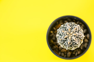White V cactus in pot put on yellow scene