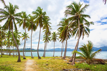 Obraz na płótnie Canvas Path through a palm tree forest in Dominican Republic 