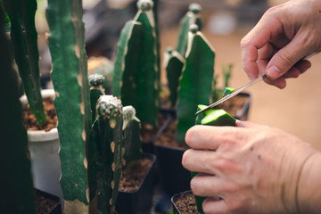 Cactus Genetic modify for make them bigger or more beautiful