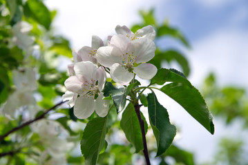 Ветка яблони