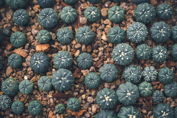 Many little cactus growing up on stone ground in dark soft tone