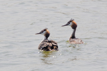 migratory birds in Baie de Somme