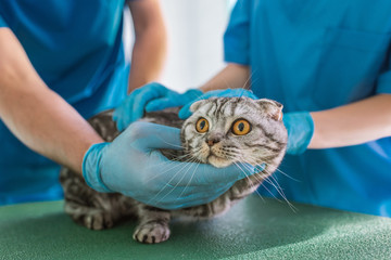 cropped image of two veterinarians holding british shorthair cat at veterinary clinic