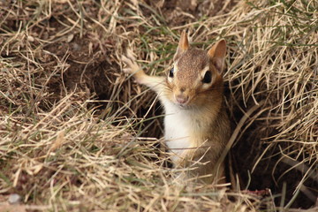 squirrel in forest