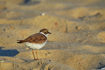 Semipalmated plover (Charadrius semipalmatus) stands on the sand