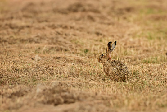 Brown Hare - Lepus europaeus, common hare from European grasslands, meadows and fields.