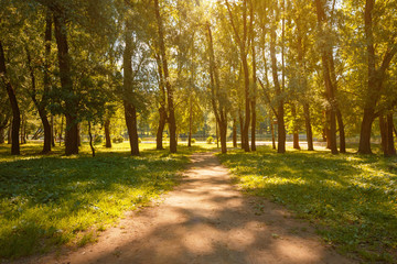 Fototapeta na wymiar Ground trodden path in the Park