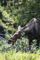 Female moose in Rocky Mountain National Park, animal, mammal, wildlife, nature, moose, wild, grass, national parks, colorado, cow moose