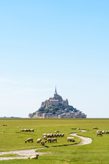 A flock of sheep grazing on the salt marshes close to the Mont Saint-Michel tidal island, situated...