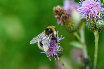 a bee collects honey on a thistle