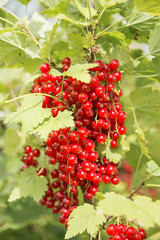 Thick branches with red currants on the bush. Large yield of red currants