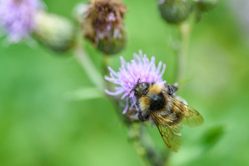 a bee collects honey on a thistle
