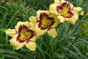 Yellow daylillies with red center close-up