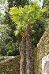 Beautiful cozy area tropical gardens with high palmami