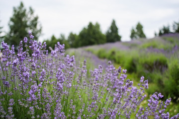 Lavender bush with lavender field in the background in shallow DOF